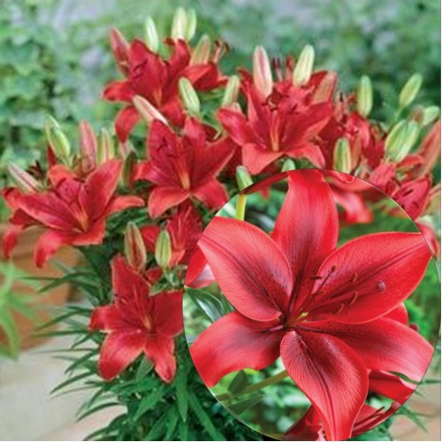 Lilium asiatic 'FantAsiatic Red' - Aasia liilia 'FantAsiatic Red' P11/0,75L